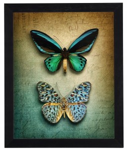 Moderní obrázek v černém rámu 40x50 cm - Butterfly 4
