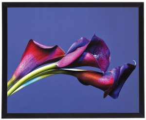 Moderní obrázek v černém rámu 40x50 cm - Flower 17