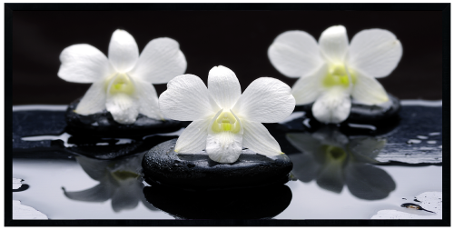 Białe orchidee
